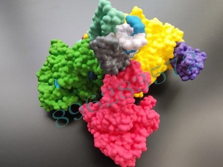3D打印制作蛋白模型展示